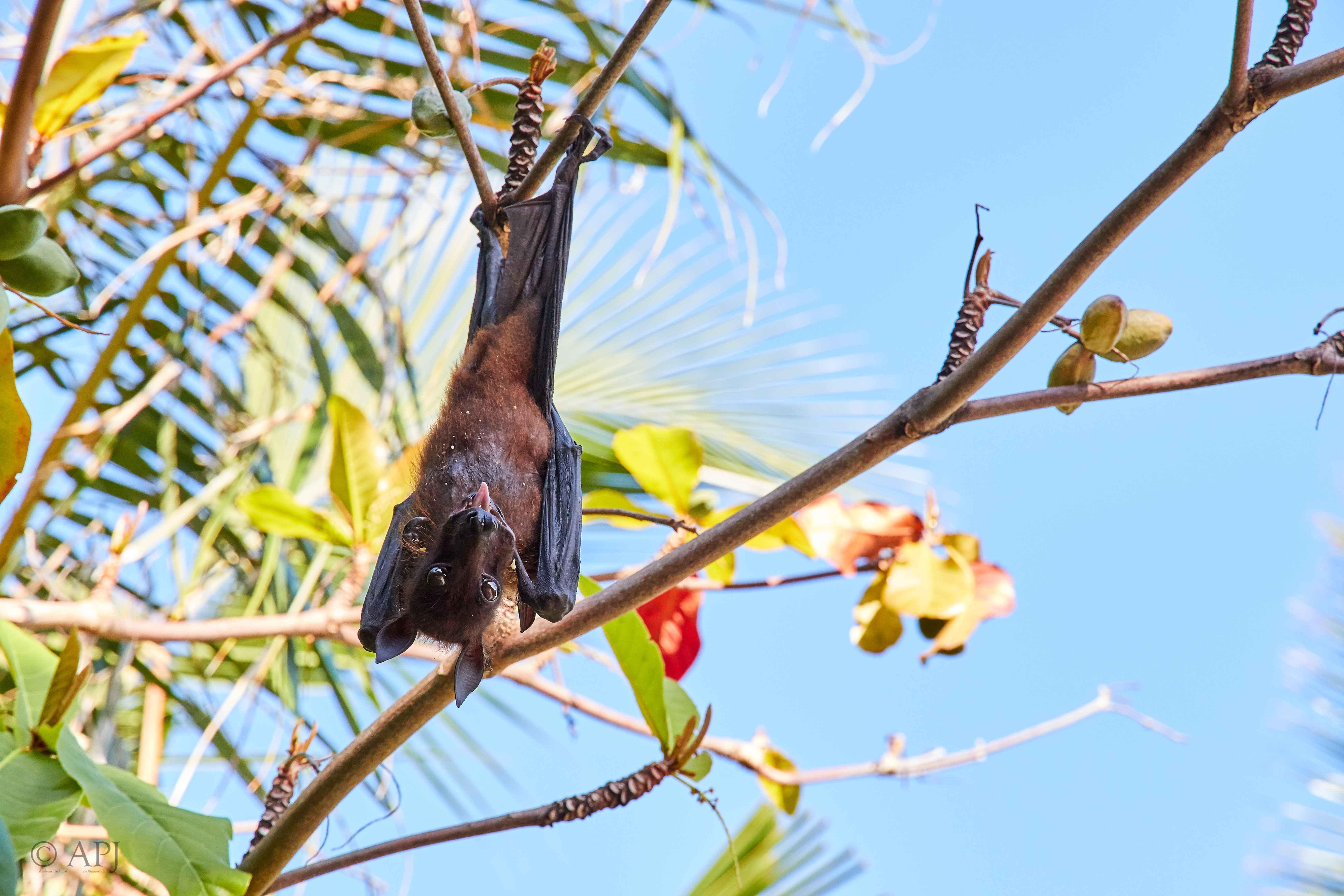 004259 21 08 17  Canon EOS 7D Mark II   Malediven2017